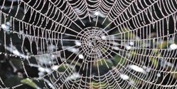 spider silk